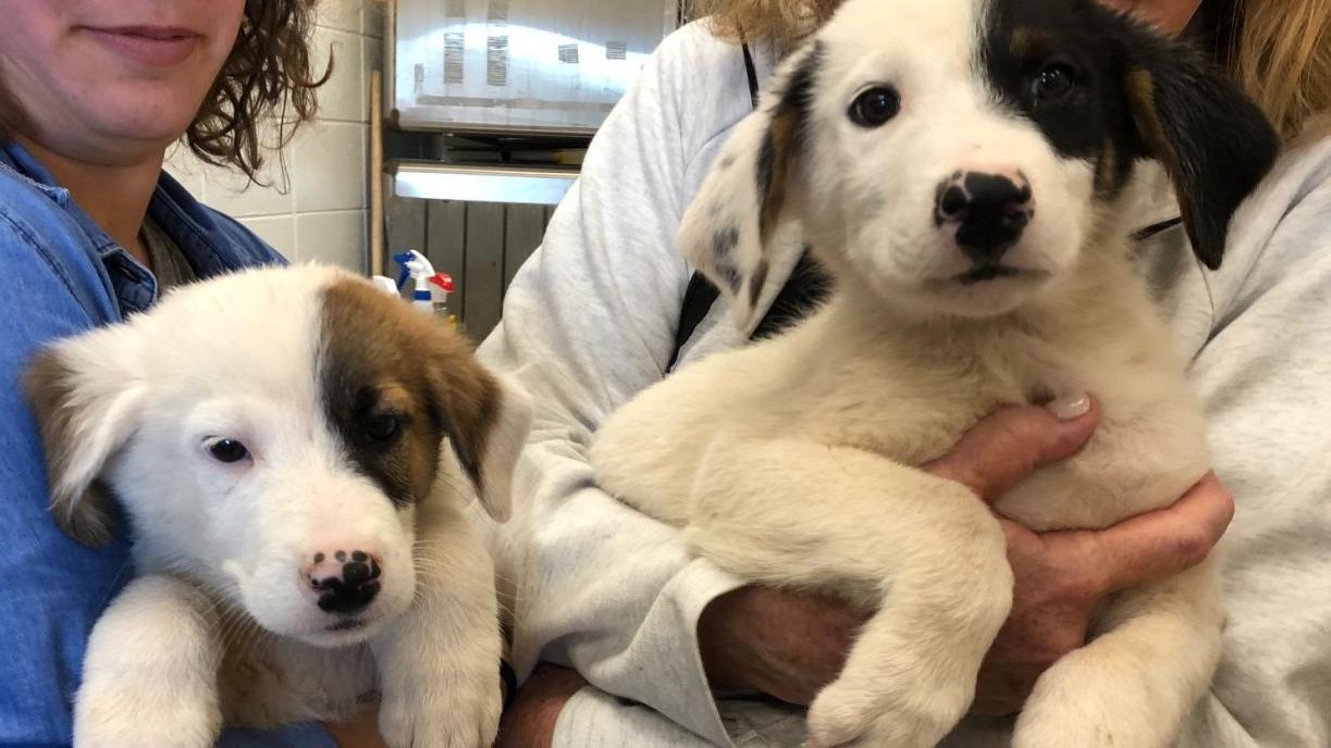 Tucson's PACC holds discounted "pumpkin patch adoptions" for dogs and cats